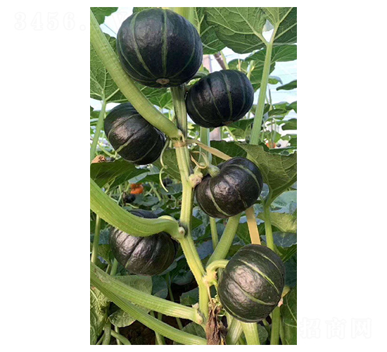 ��ؐؐ�ϹϷN��-Ӣ���m��