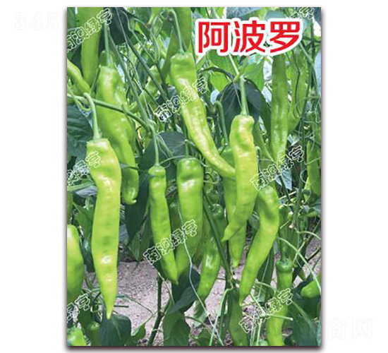 �����_-�⽷�N��-�ϰľG��