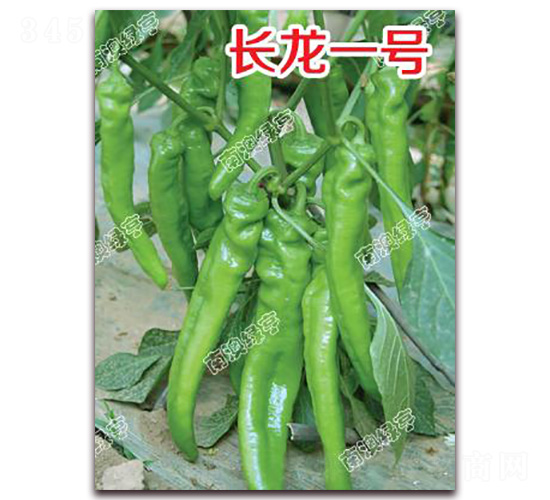 �L��һ̖-�⽷�N��-�ϰľG��