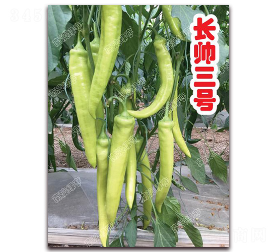 �L(zh��ng)����̖(h��o)-�⽷�N��-�ϰľG��