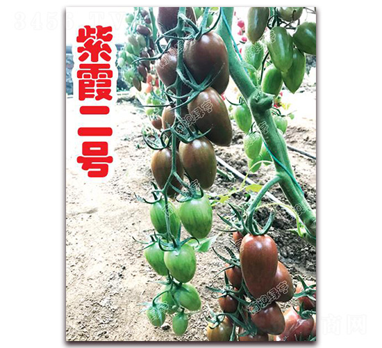 紫霞二號(hào)-特色番茄種子-南澳綠亨
