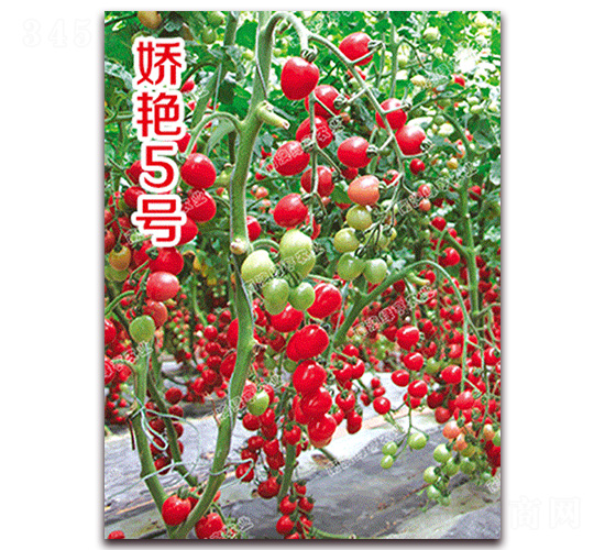 ���G5̖(h��o)-���ҷ��ѷN��-�ϰľG��