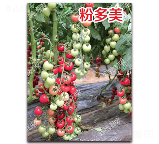 �۶���-���ҷ��ѷN��-�ϰľG��