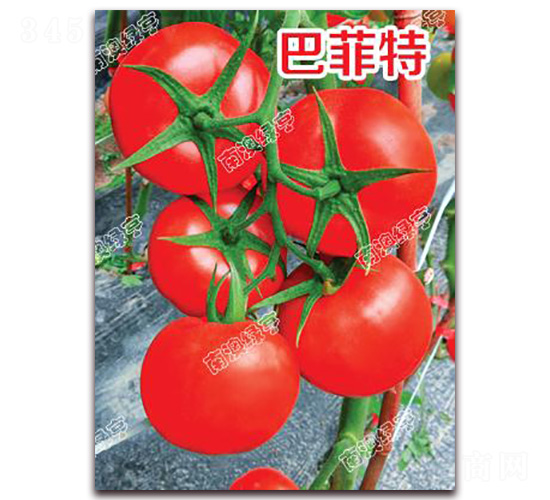 �ͷ���-��t���ѷN��-�ϰľG��