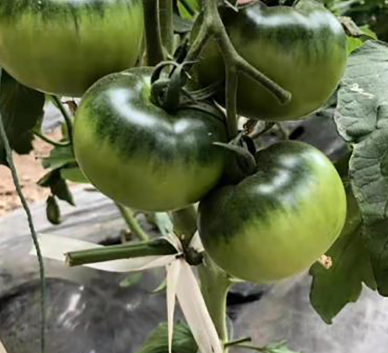 ����2̖��ݮ����-���t���N��-ʥ���r(n��ng)�I(y��)