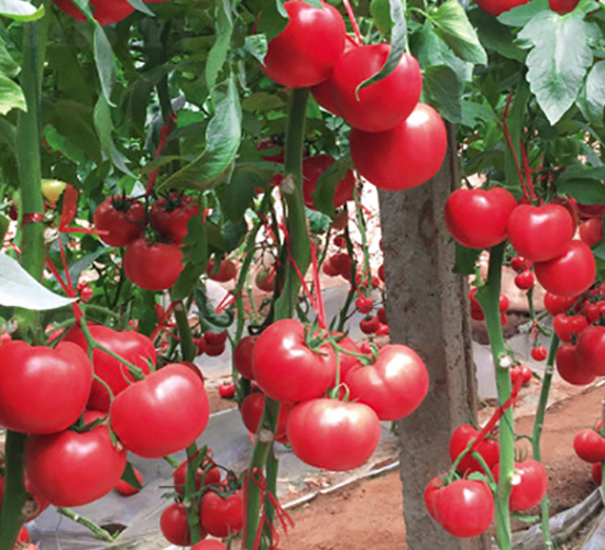 ����75-���t���N��-ʥ���r(n��ng)�I(y��)