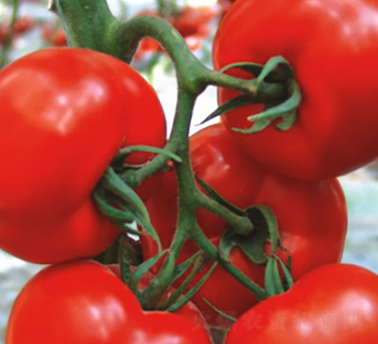 ���t-���t���N��-ʥ���r(n��ng)�I(y��)