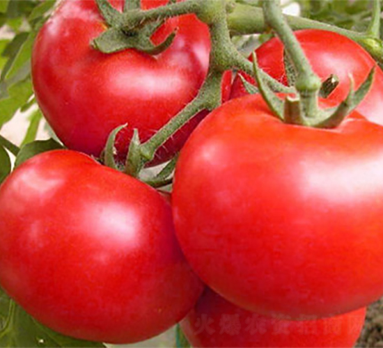 ����1601-���t���N��-ʥ���r(n��ng)�I(y��)