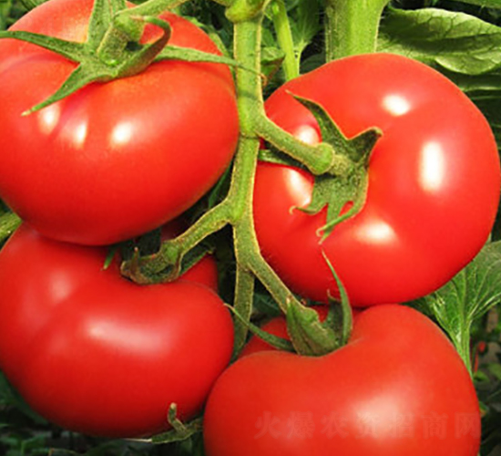 ʥ��5̖(h��o)-���t���N��-ʥ���r(n��ng)�I(y��)