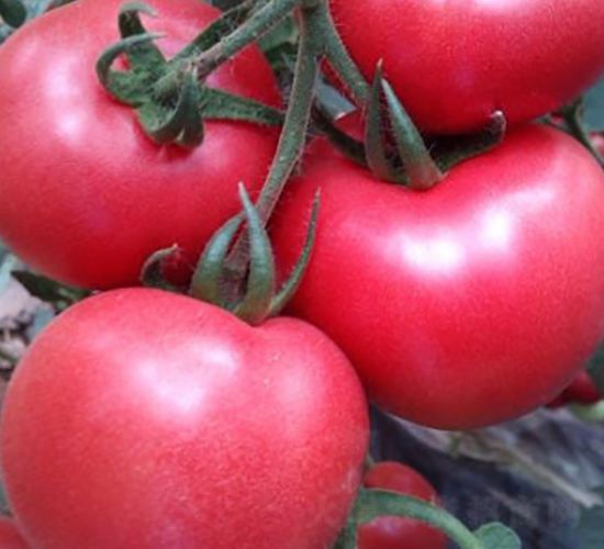 �۠�Ԫ-���t���N��-ʥ���r(n��ng)�I(y��)