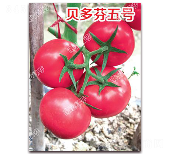 ؐ�����̖-�۹����ѷN��-�ϰľG��