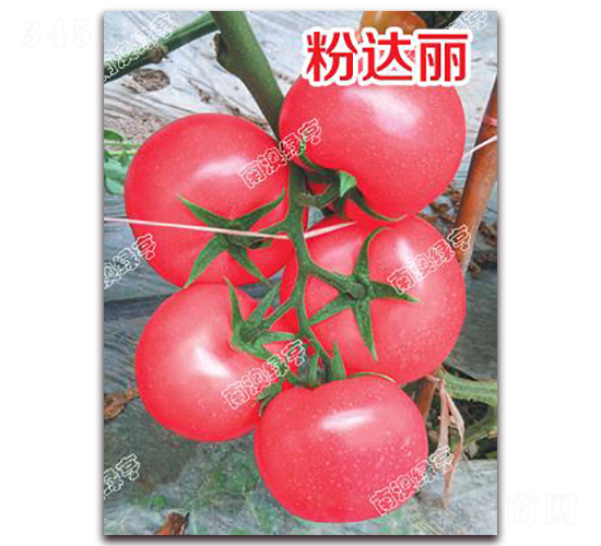 ���_��-�۹����ѷN��-�ϰľG��