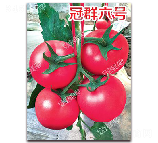 冠群六號(hào)-粉果番茄種子-南澳綠亨