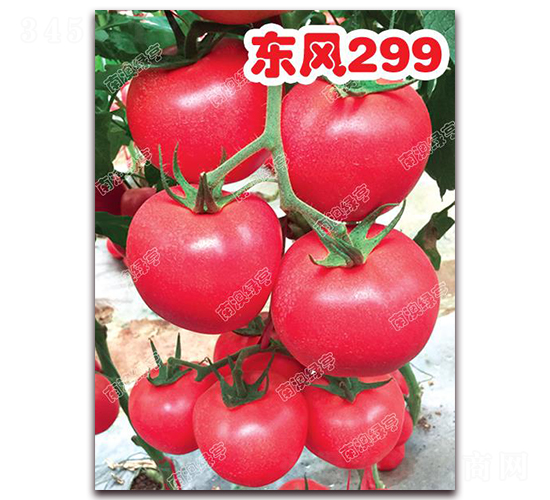 東風299-粉果番茄種子-南澳綠亨