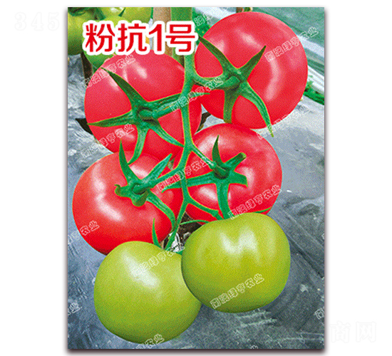 粉抗1號-粉果番茄種子-南澳綠亨