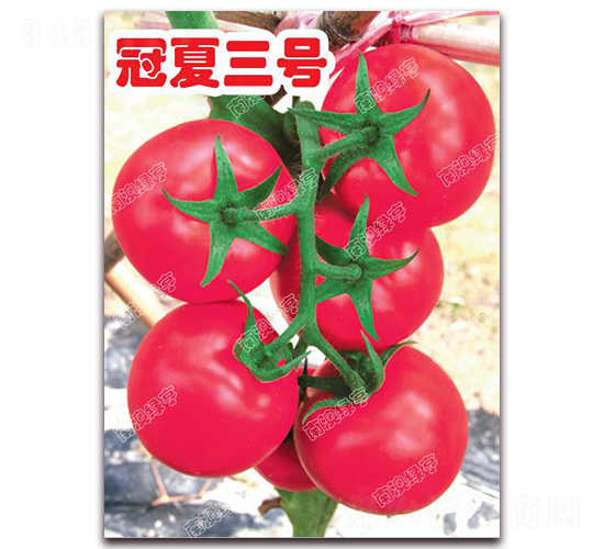 冠夏三號(hào)-粉果番茄種子-南澳綠亨