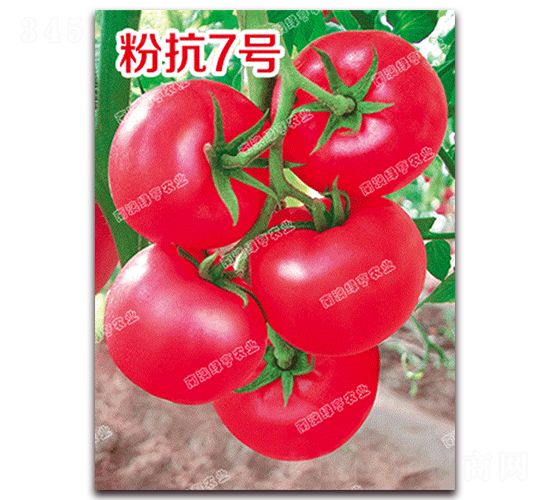 �ۿ�7̖-�۹����ѷN��-�ϰľG��