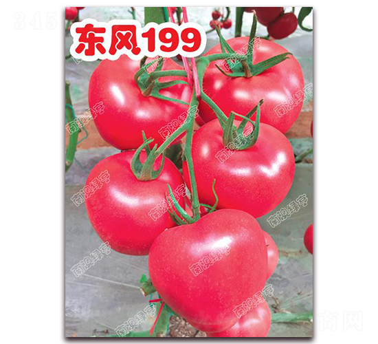 東風(fēng)199-粉果番茄種子-南澳綠亨