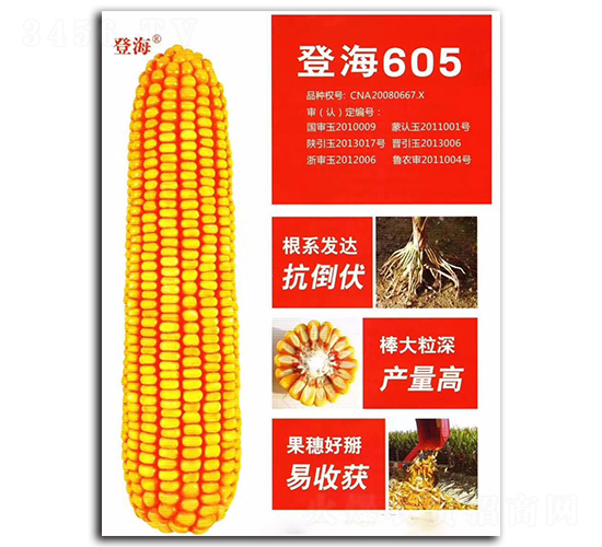 登海605-玉米種子-億享農業(yè)