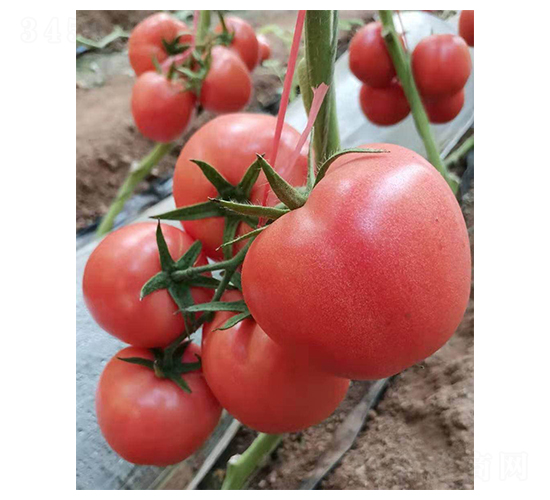 ��N��8H-���ѷN��-�̝��N��