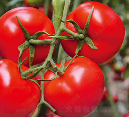 ��t���t���N��-�̝��N��