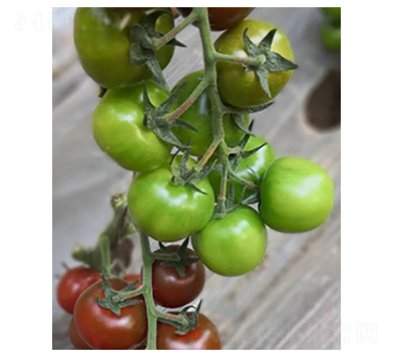 ������t���N��-���ѷN��-�̝��N��