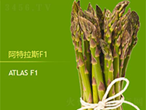 阿特拉斯F1-蘆筍種子-益碩豐農(nóng)業(yè)