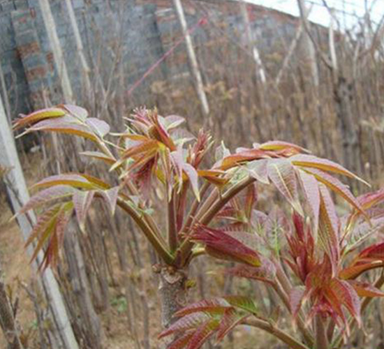 �t���㴻-�㴻�N��-��T�S�r(n��ng)�I(y��)