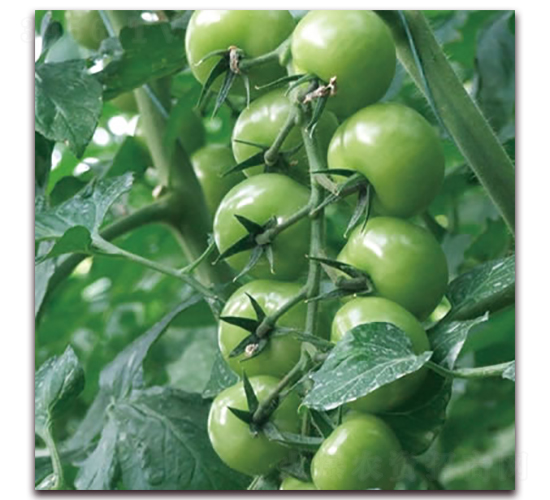 �G��ʯ3̖(h��o)-С���ѷN��-����