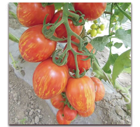 ����1̖-С���ѷN��-����