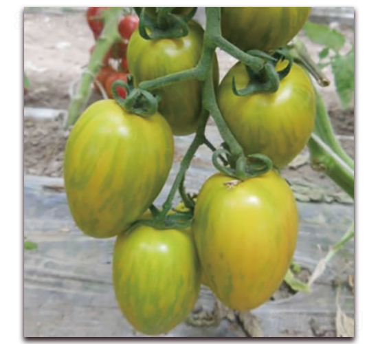 ����2̖-С���ѷN��-����