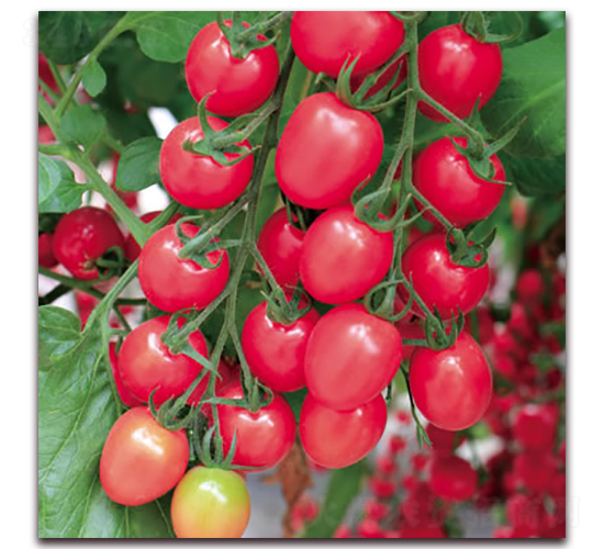 �f(w��n)��-С���ѷN��-����