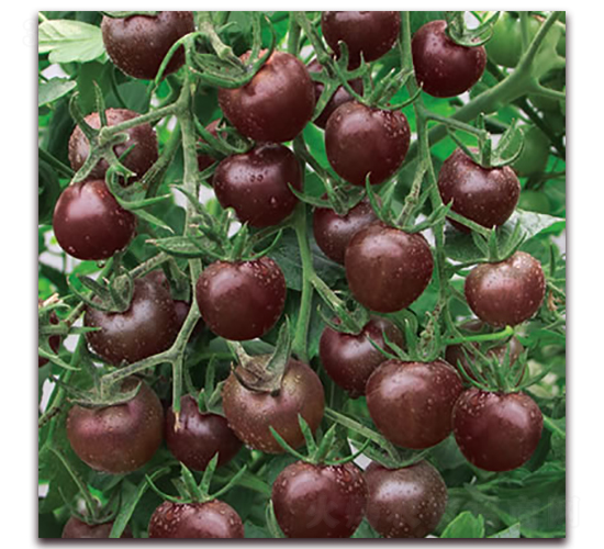 ������-С���ѷN��-����