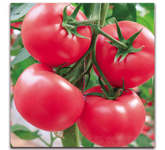 ����309-�۹����ѷN��-����