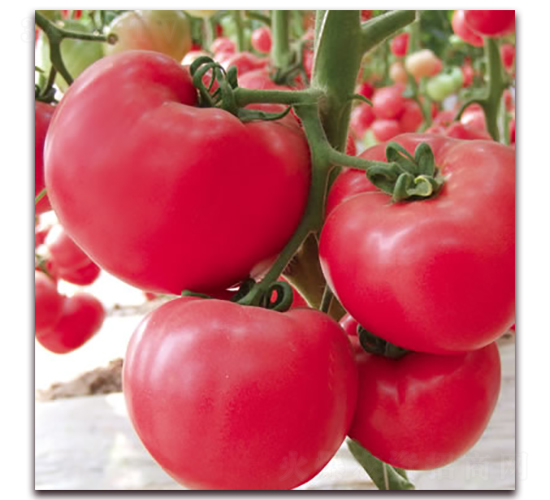 �Ё�һ̖-�۹����ѷN��-����