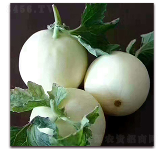 ̩���S��-��ϷN��-��ʢԪ