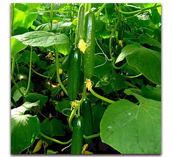 碧玉-黃瓜種子-瑞盛元