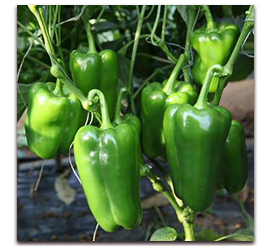 ̫����̖-�𽷷N��-��ʢԪ