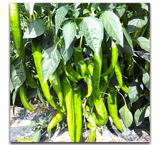 ̩��518-7-�⽷�N��-��ʢԪ