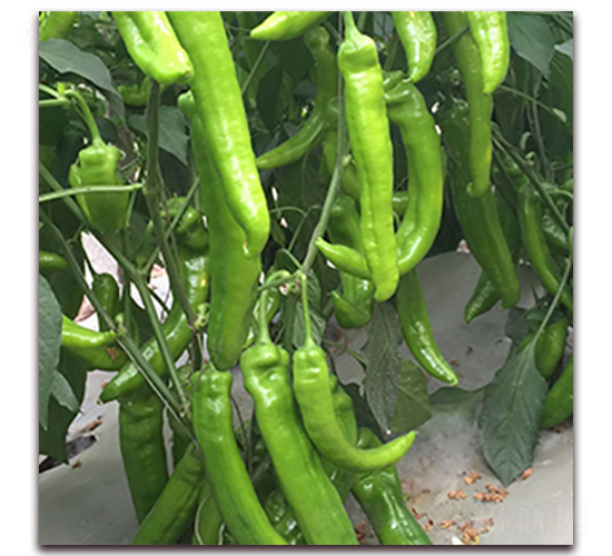 ��309-�⽷�N��-��ʢԪ