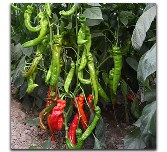 ����һ̖(h��o)-�⽷�N��-��ʢԪ