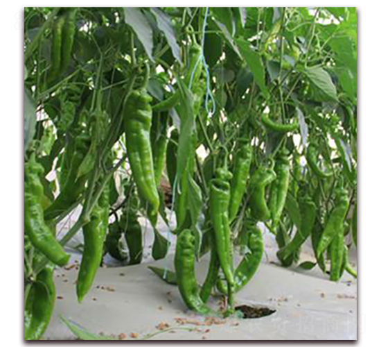 ����-�⽷�N��-��ʢԪ