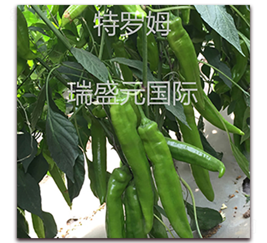 ���_ķ95-18-�⽷�N��-��ʢԪ