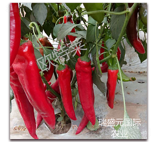 �W���R-�⽷�N��-��ʢԪ