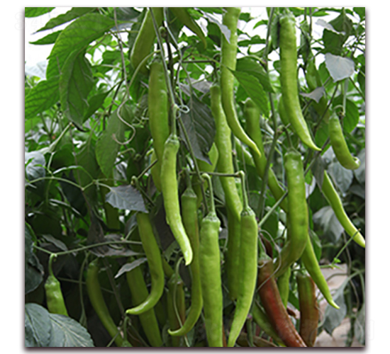 �⽷H-100-�⽷�N��-��ʢԪ