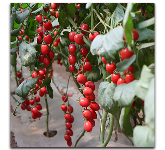 ������-���ҷ��ѷN��-��ʢԪ