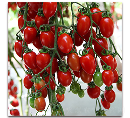 �_��1175-���ҷ��ѷN��-��ʢԪ