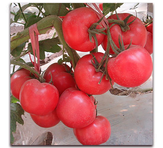 ����-�۹����ѷN��-��ʢԪ