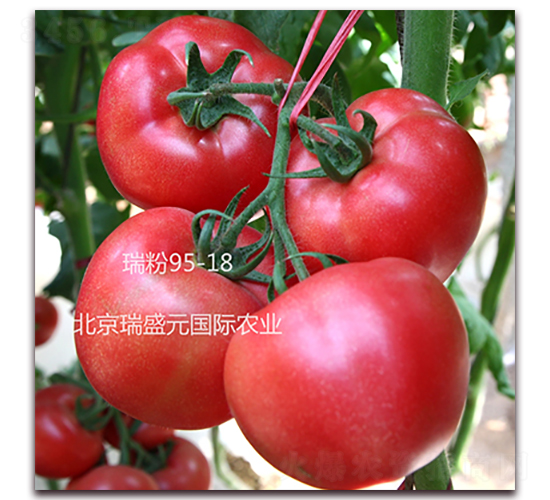 ���95-18-�۹����ѷN��-��ʢԪ