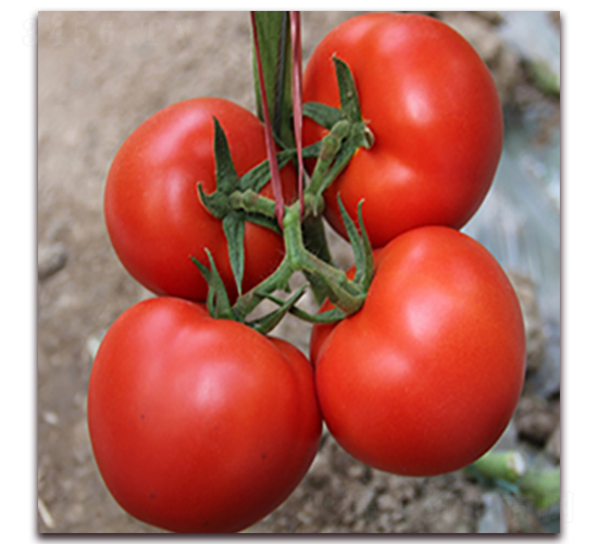 ���з���һ̖-�t�����ѷN��-��ʢԪ